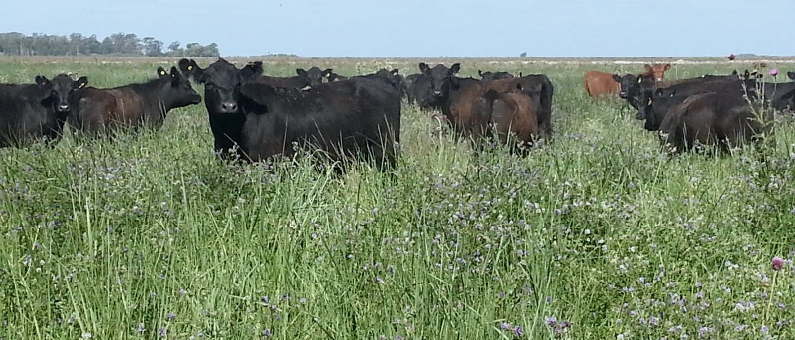 Rodeo de vacas negras y coloradas con caravanas amarillas, pastando en un potrero de pastura alta